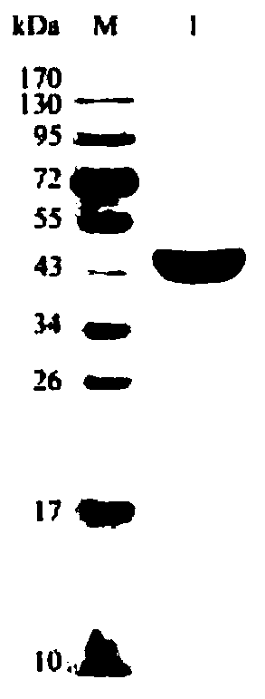 Toxoplasma gondii nano-material subunit vaccine as well as preparation method and application thereof