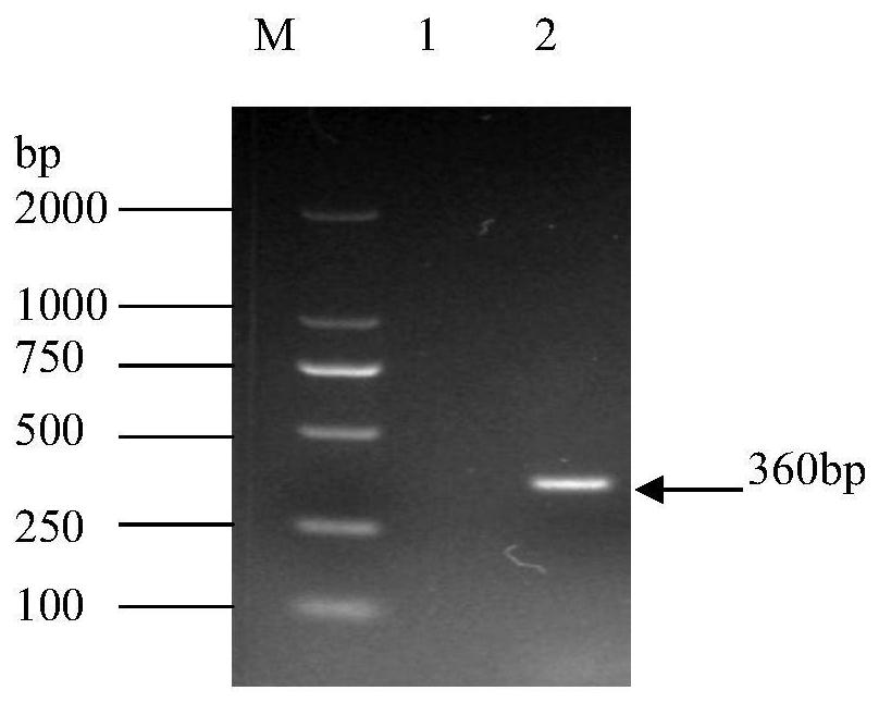 Detection method of infectious bovine rhinotracheitis virus