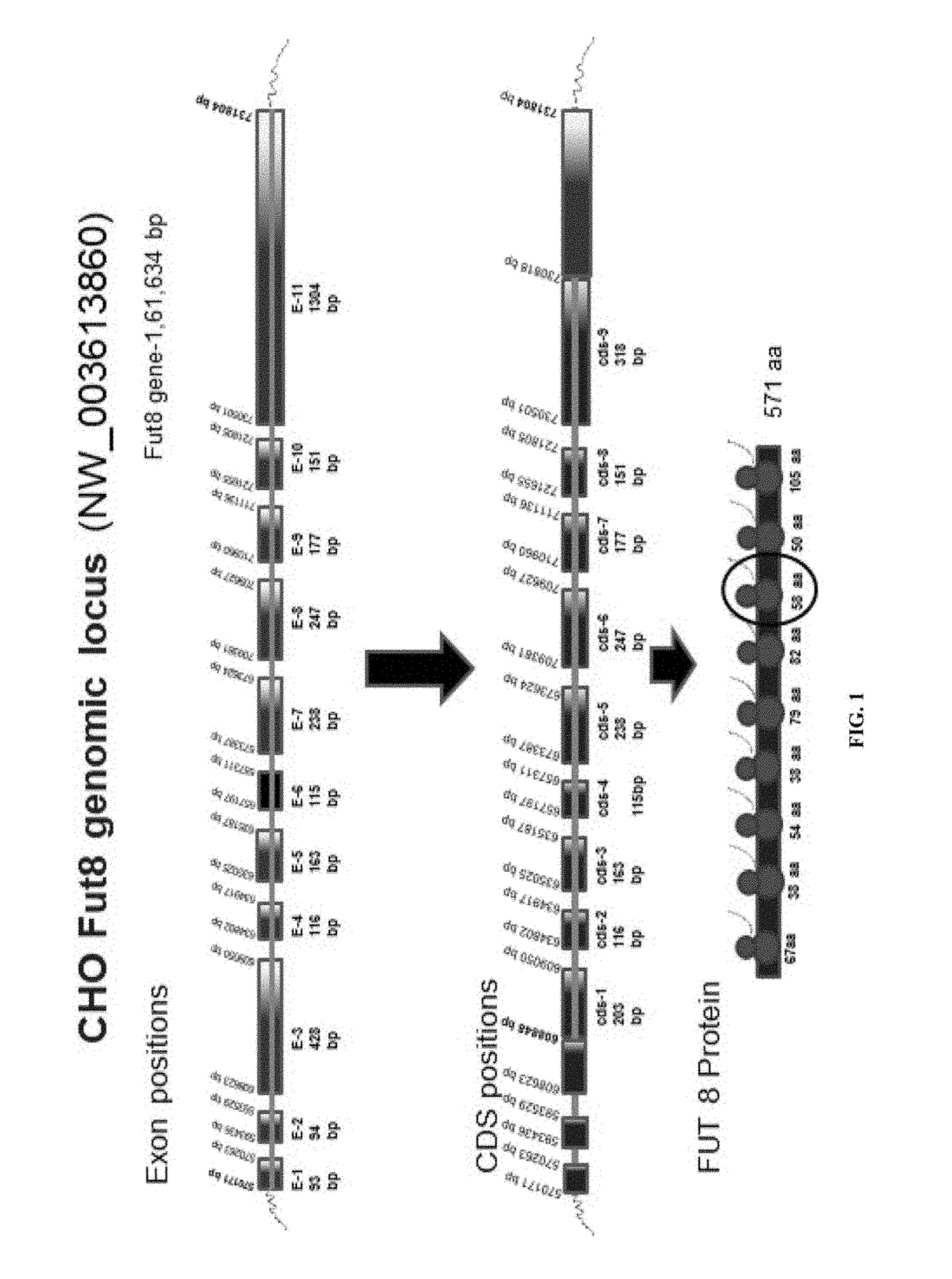 Non-fucosylated protein and methods thereof