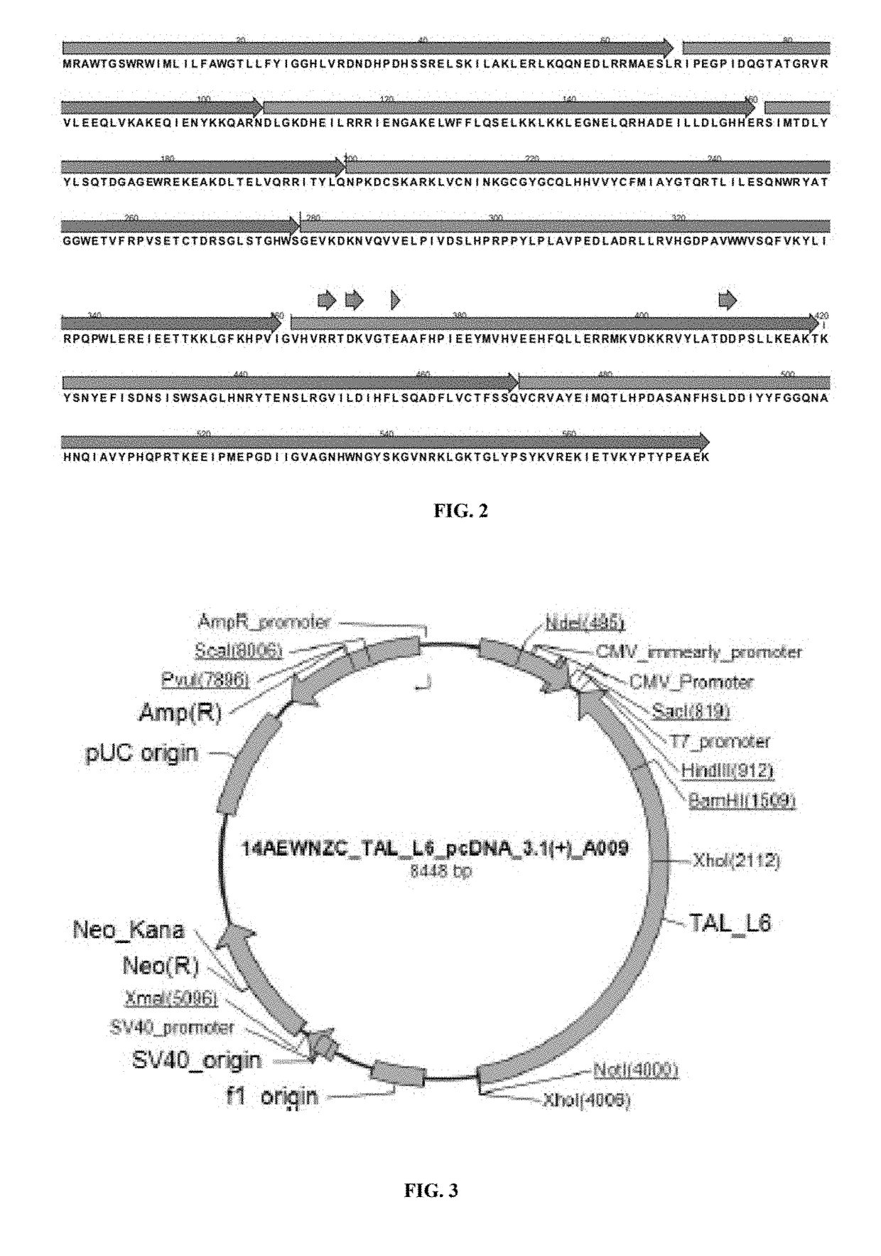 Non-fucosylated protein and methods thereof