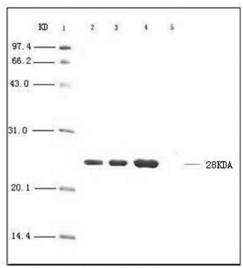 Vaccine composition containing porcine circovirus type 2 antigen and Haemophilus parasuis antigen and its preparation method and application