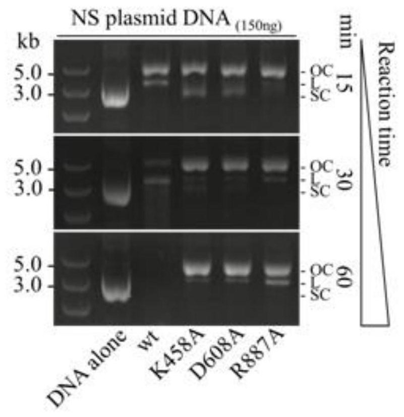 A kind of engineering bacterium containing ncas3 single-stranded endonuclease, preparation method and application