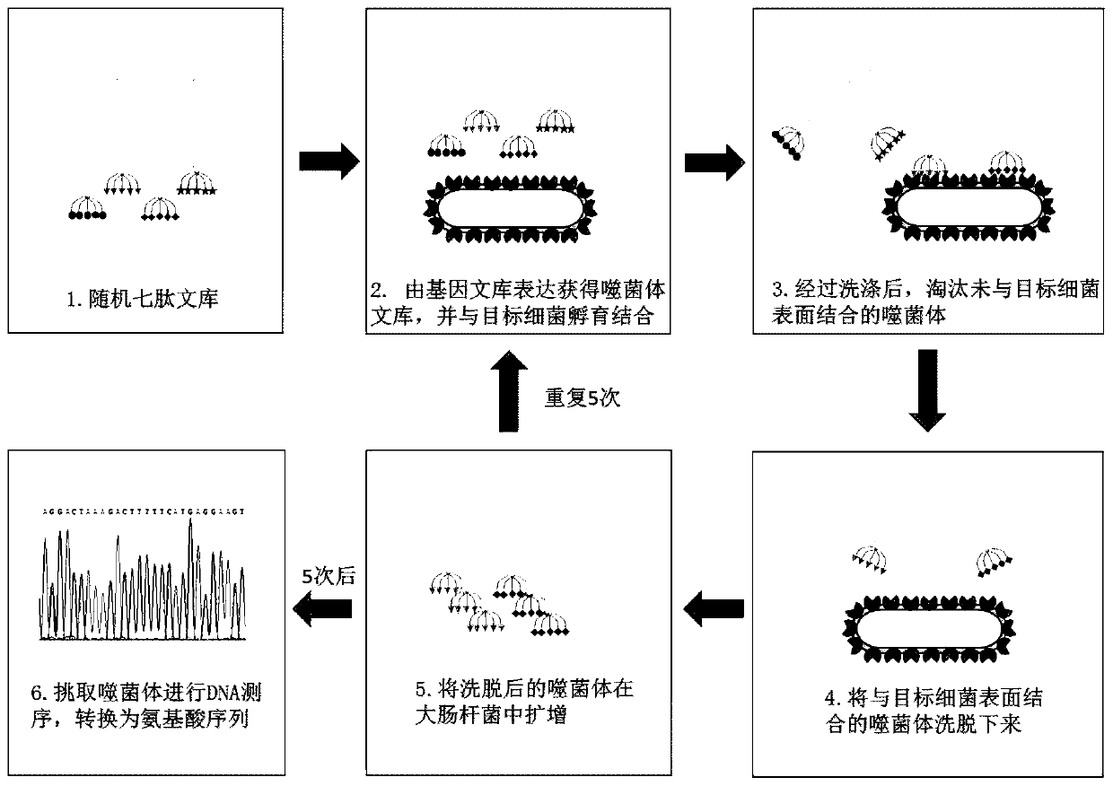 Screening method of antimicrobial peptide and application of screening method