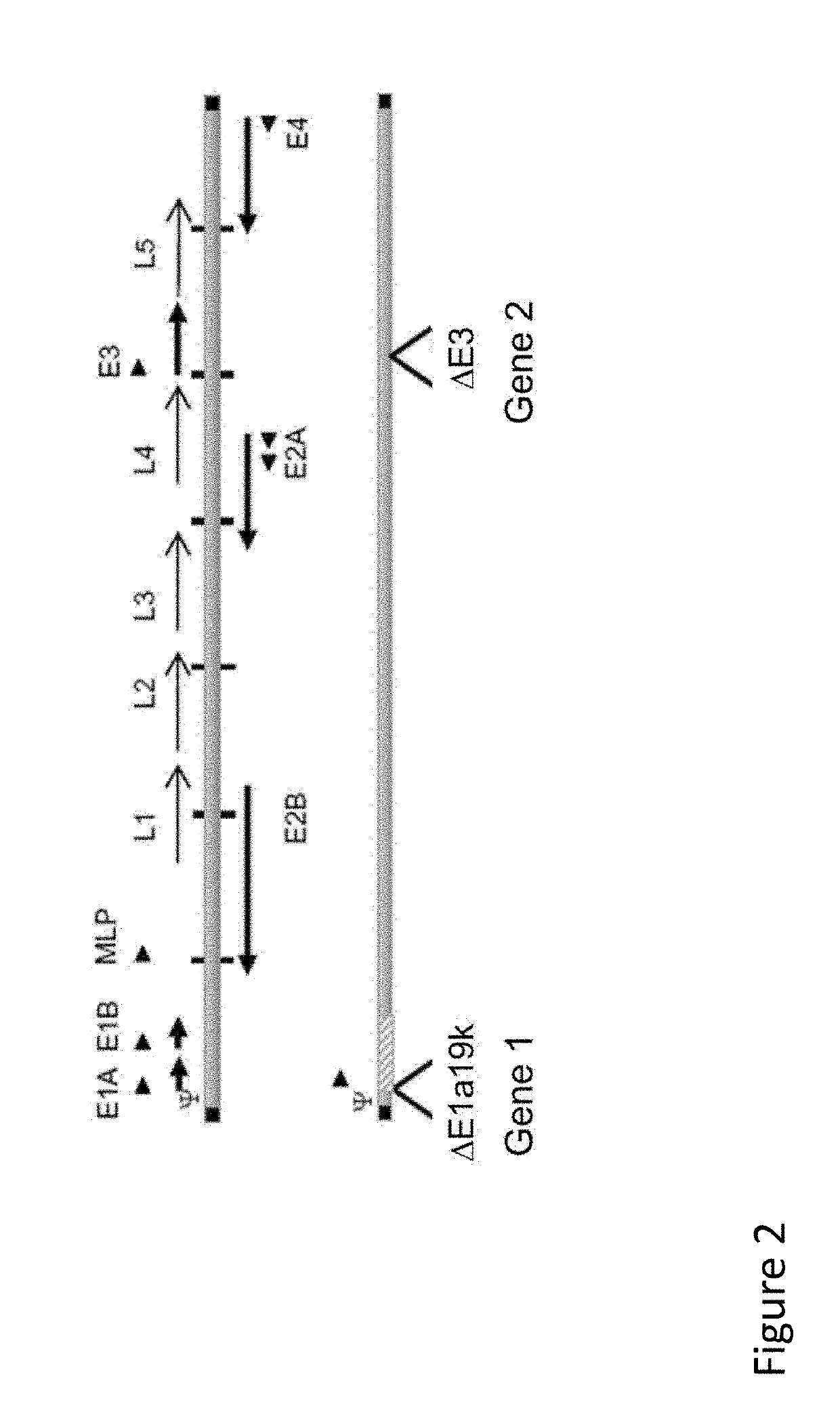 Immunomodulatory Oncolytic Adenoviral Vectors, and Methods of Production and Use Thereof for Treatment of Cancer