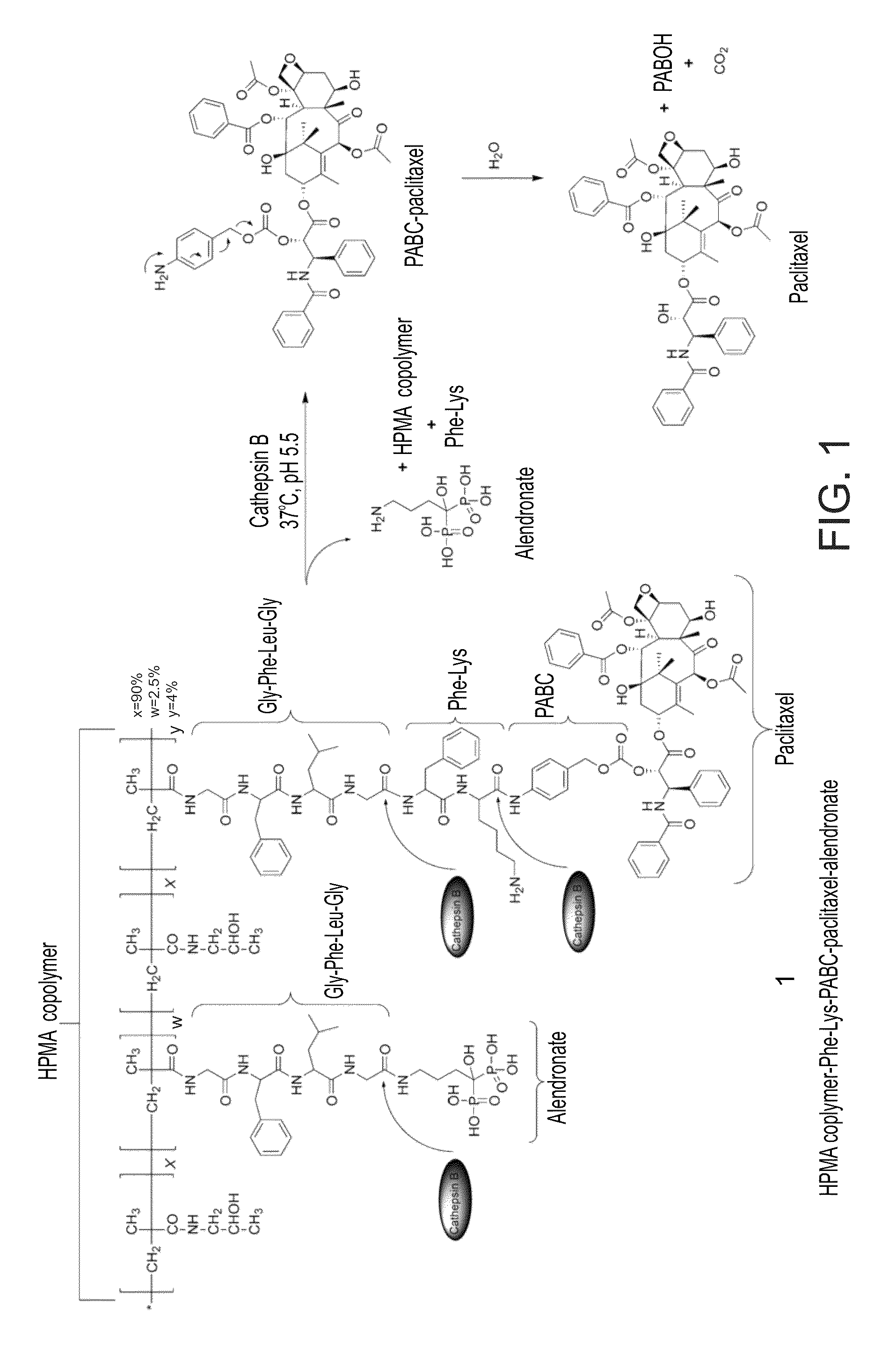 Conjugates of a polymer, a bisphosphonate and an anti-angiogenesis agent and uses thereof in the treatment and monitoring of bone related diseases