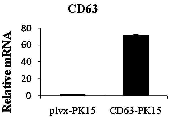 PK-15 cell line capable of stably expressing CD63-GFP and construction and application thereof