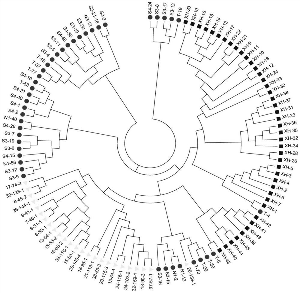 Molecular marker primer set based on hat transposon in camellia oleifera transcriptome and its application