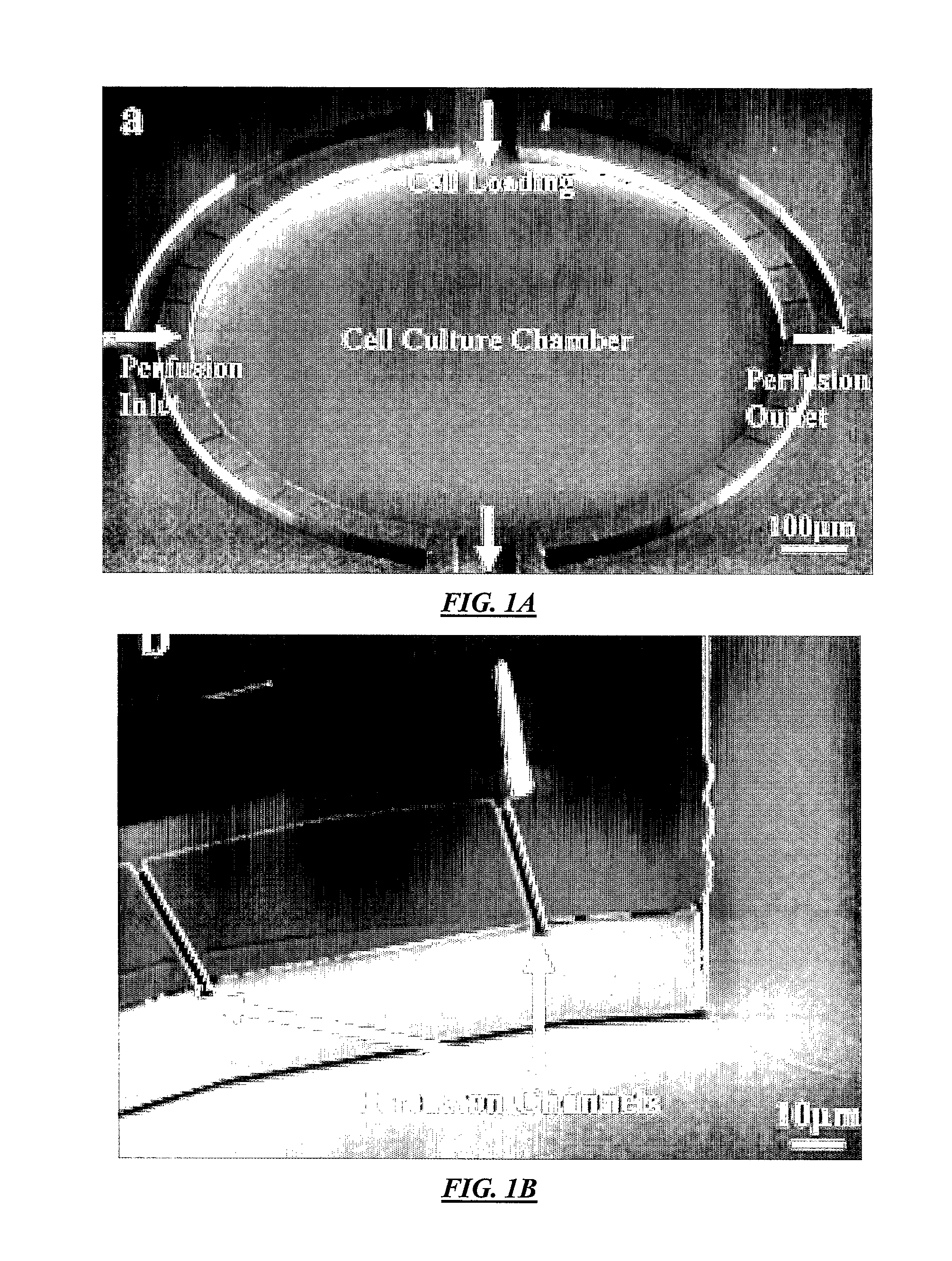 Methods and apparatus for cell culture array
