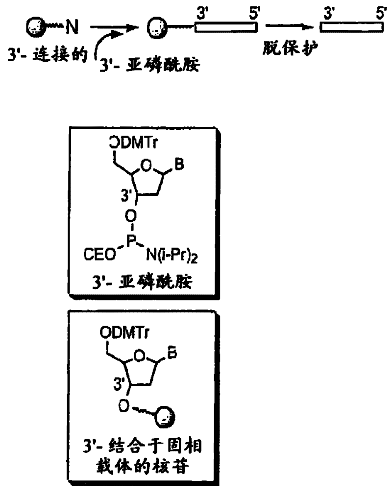 Modulation of toll-like receptor 2 expression by antisense oligonucleotides