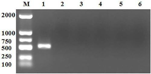 Applications of echinococcus granulosus mitochondrion gene ND6