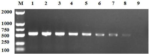 Applications of echinococcus granulosus mitochondrion gene ND6