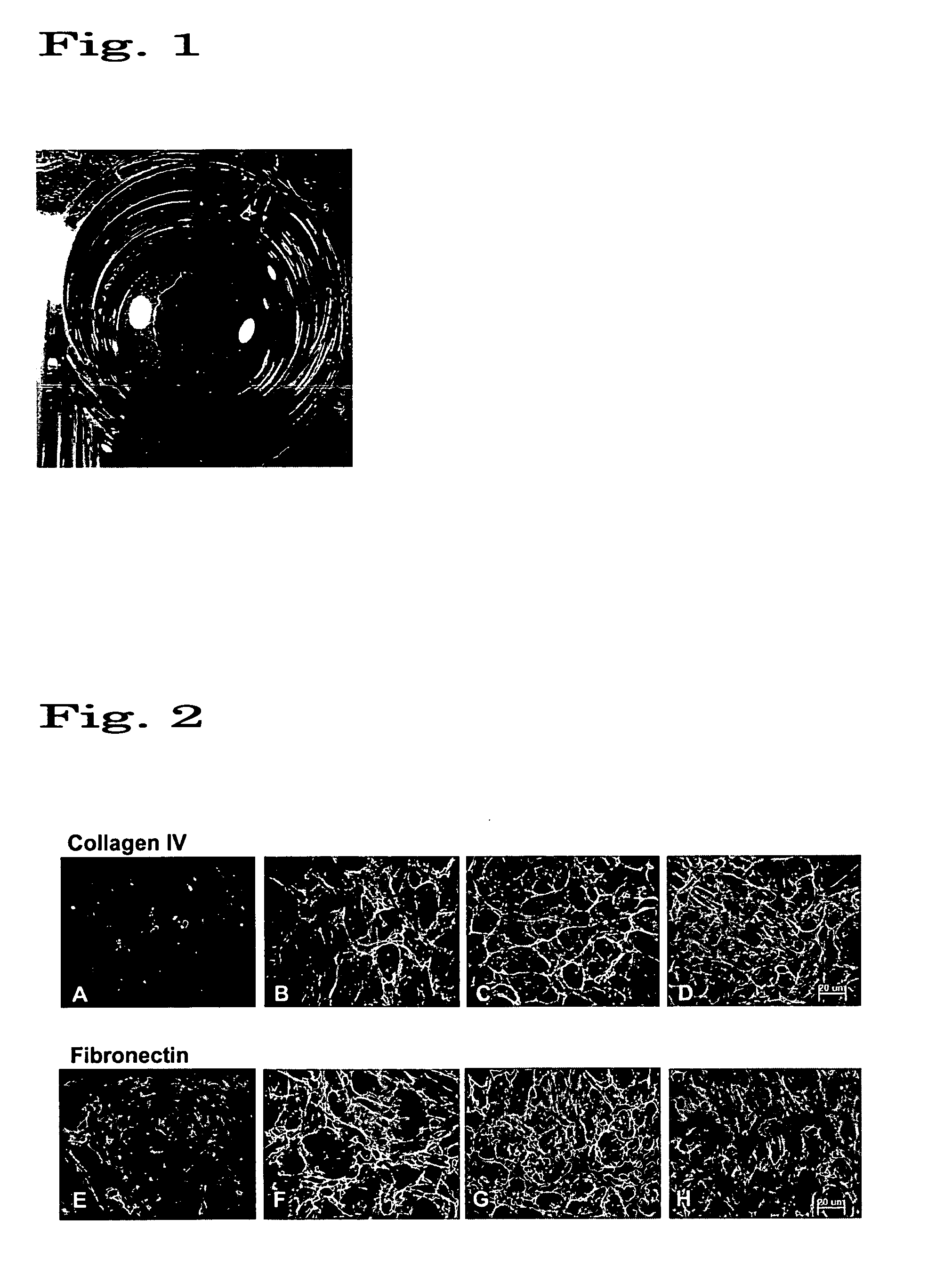 Regenerated corneal endothelial cell sheets, processes for producing the same, and methods of using the same