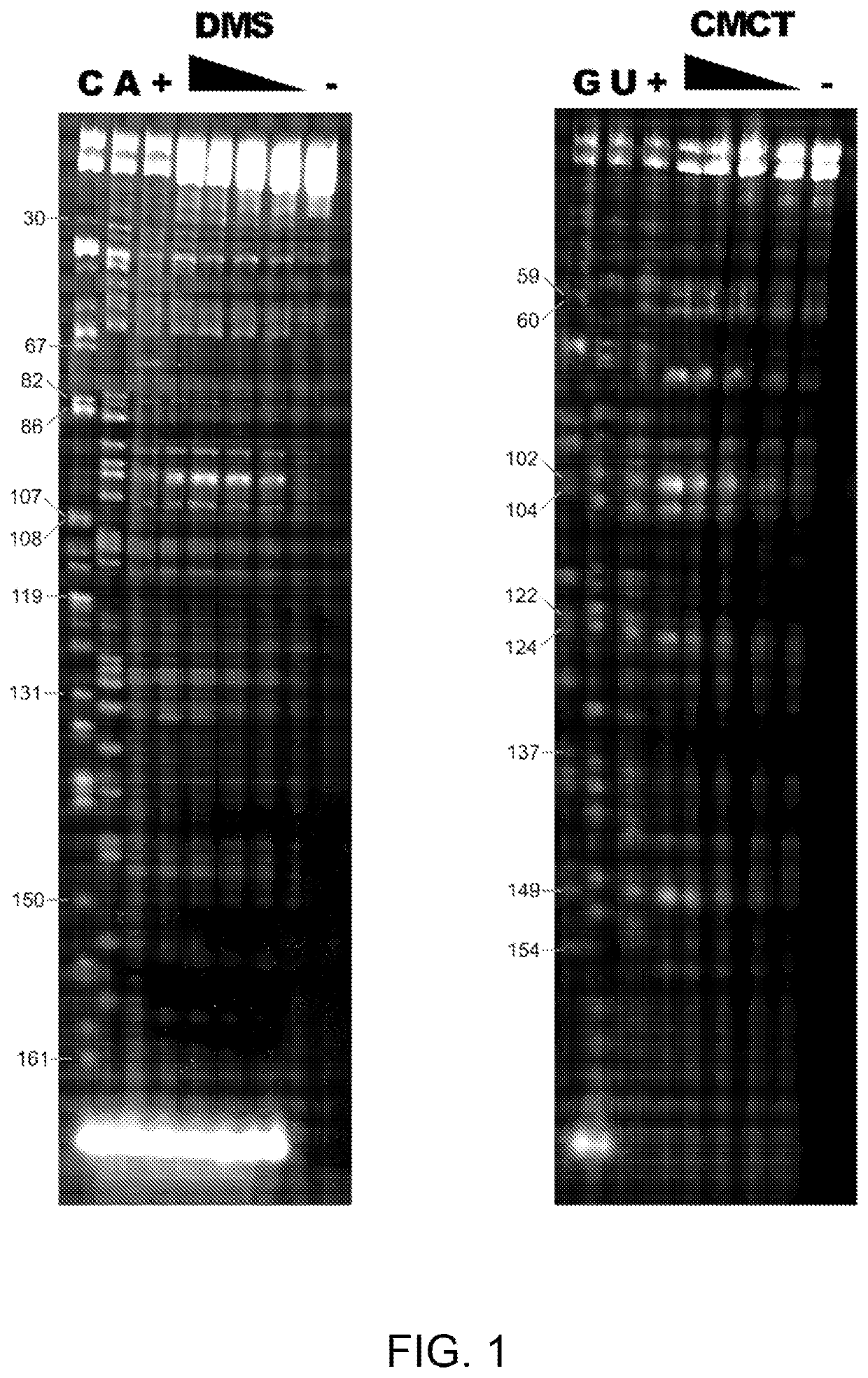 Structural domains of antisense RNA molecules up-regulating translation