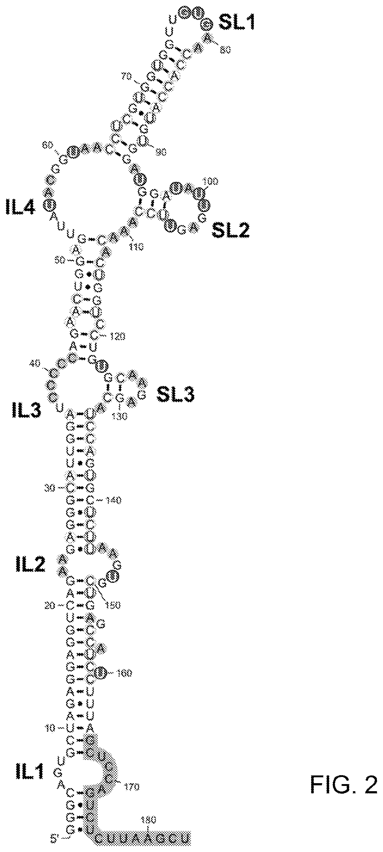 Structural domains of antisense RNA molecules up-regulating translation