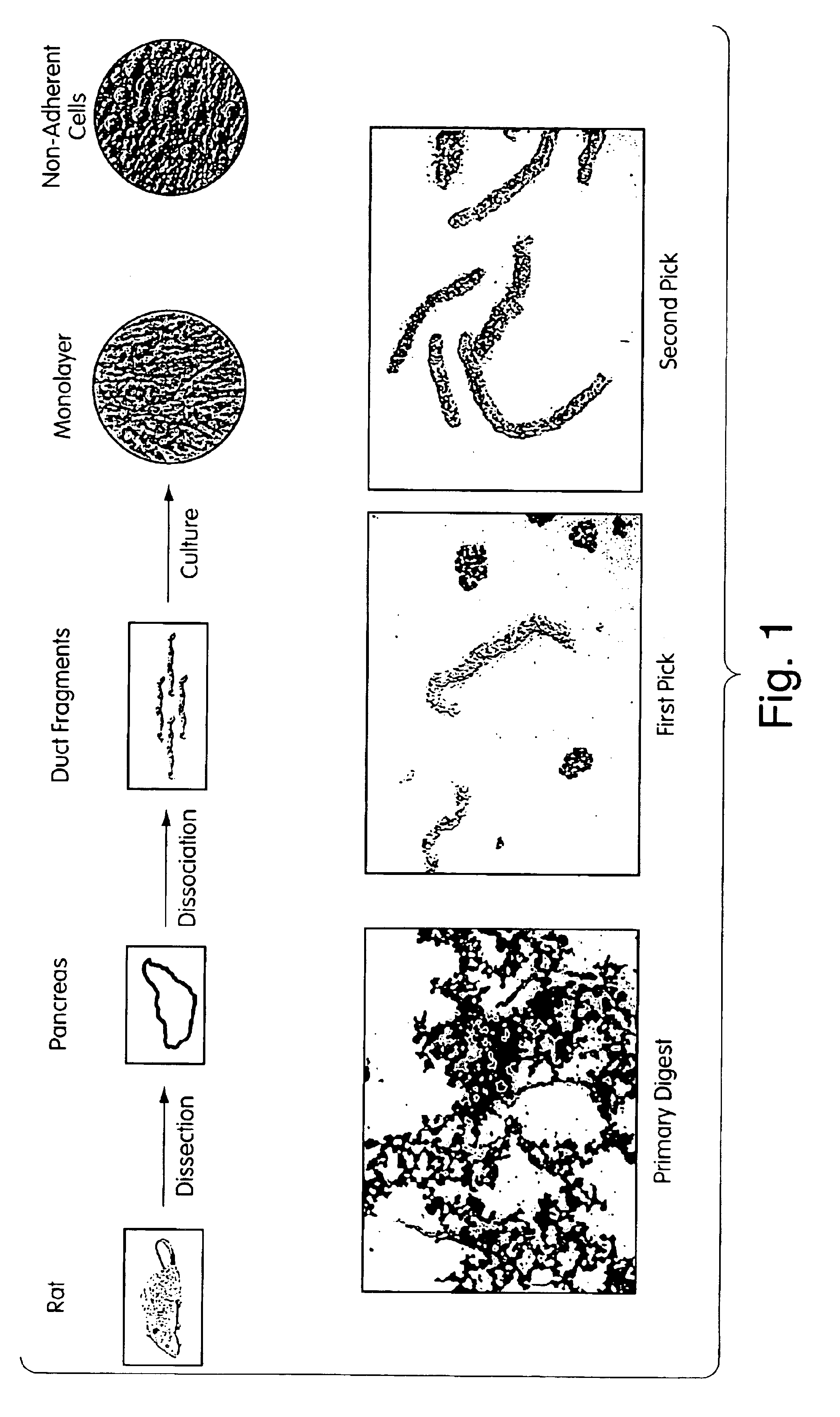 Progenitor cells, methods and uses related thereto
