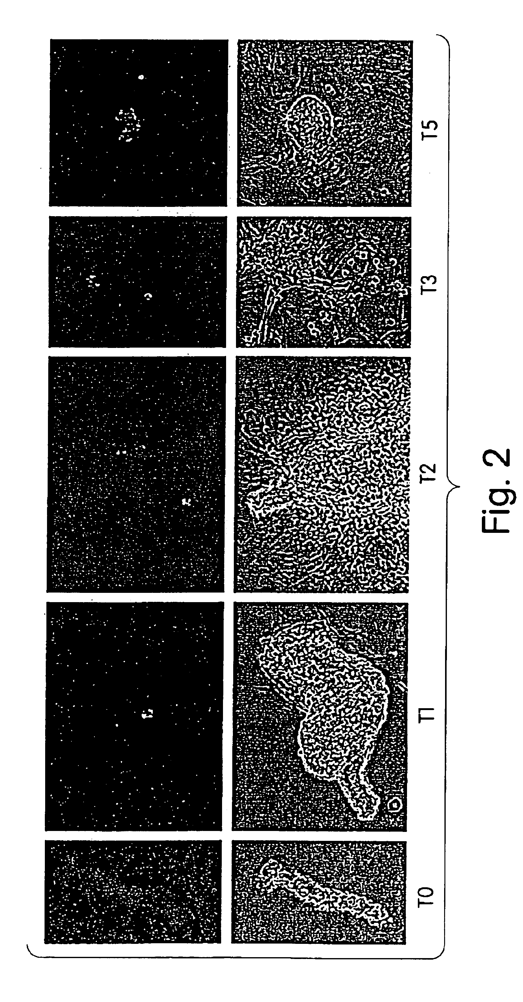 Progenitor cells, methods and uses related thereto