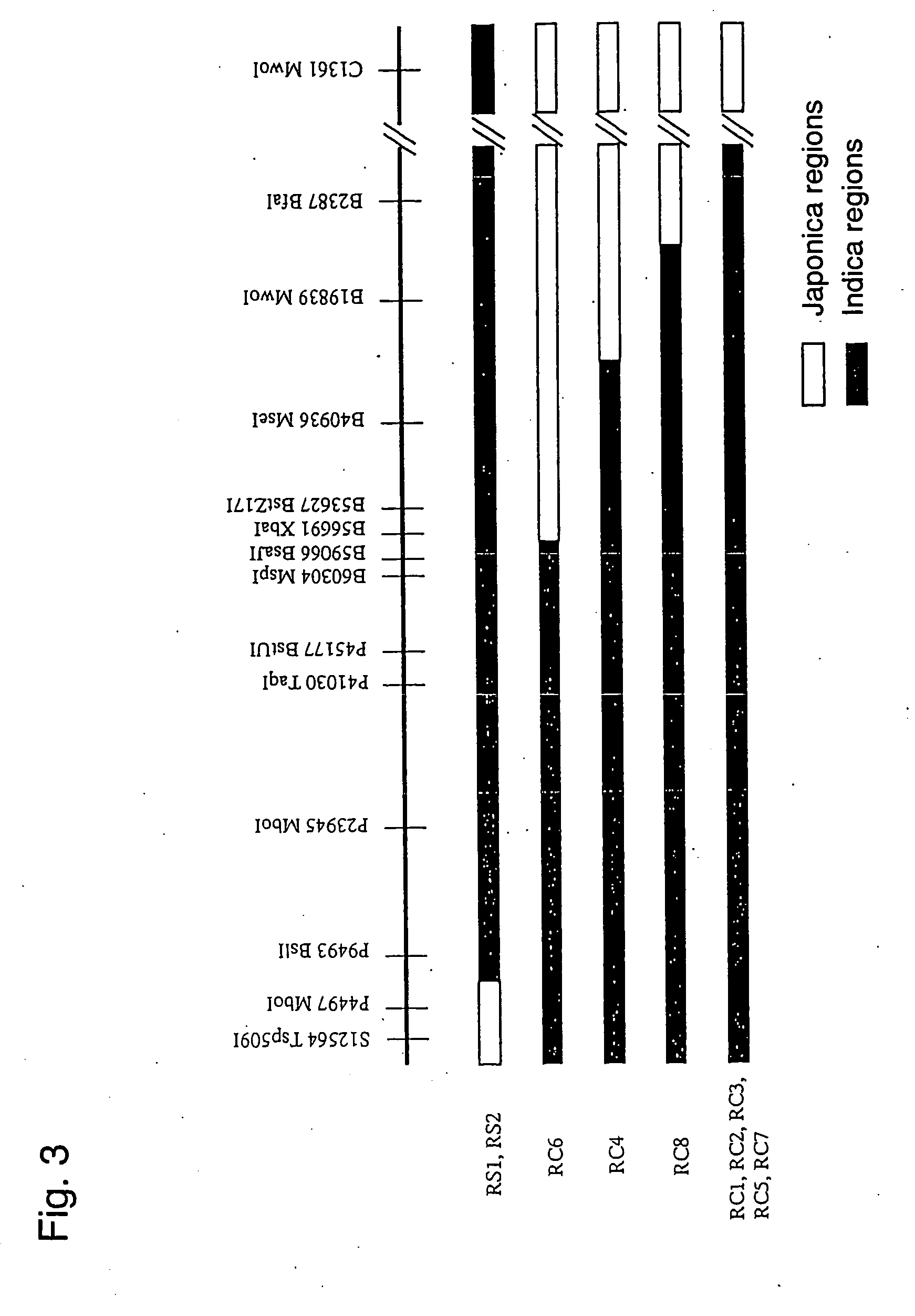 Method of imparting or controlling fertility with the use of fertility restoring gene for rice bt-male sterility cytoplasm and method of judging the existence of fertility restoring gene