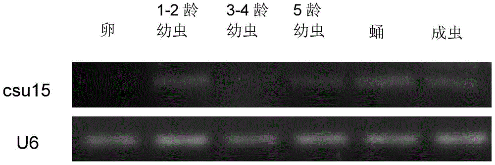 Application of Chilo suppressalis endogenesis small RNA in rice inset resistance improvement