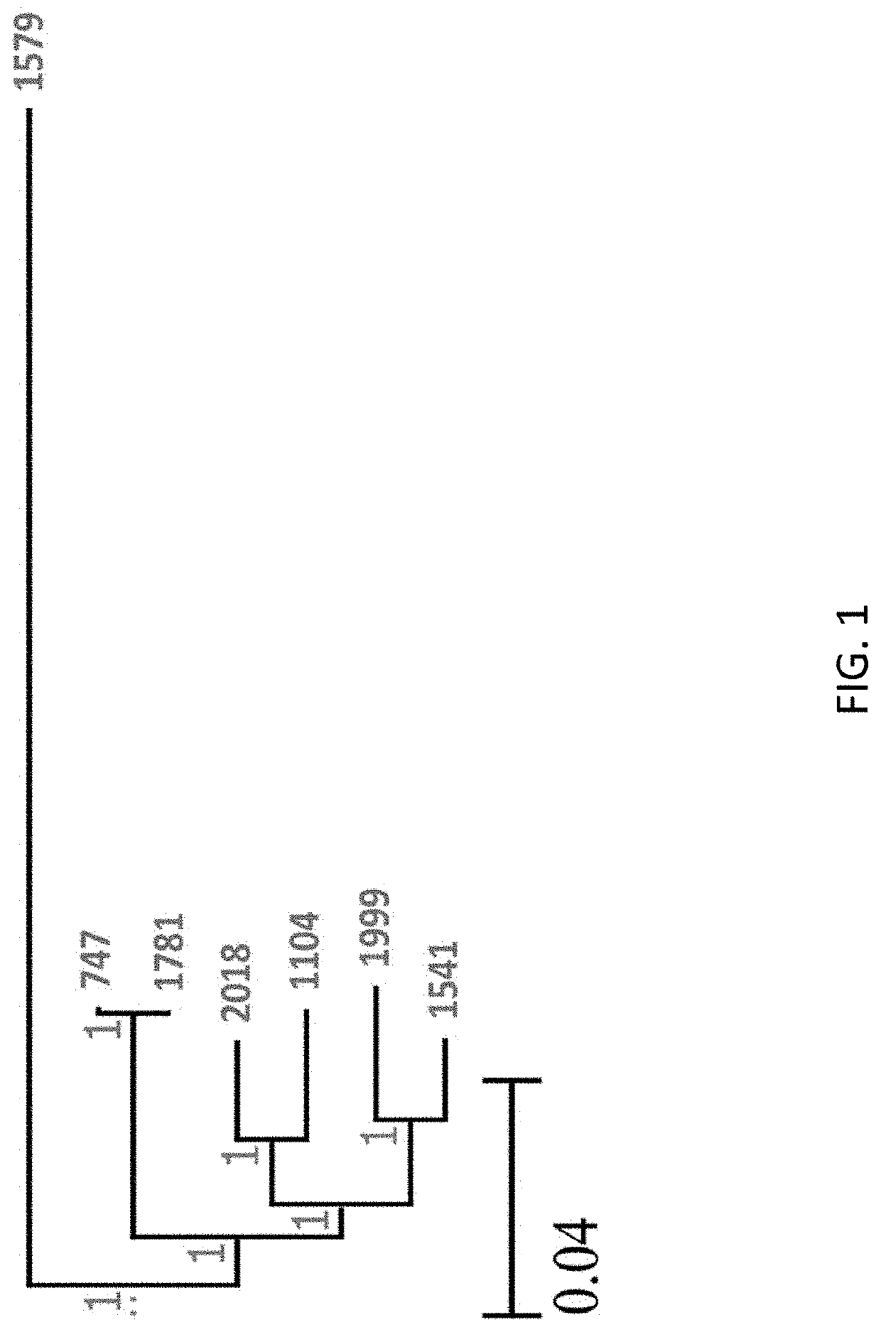 Microbial compositions to increase the production of pca from polyphenols