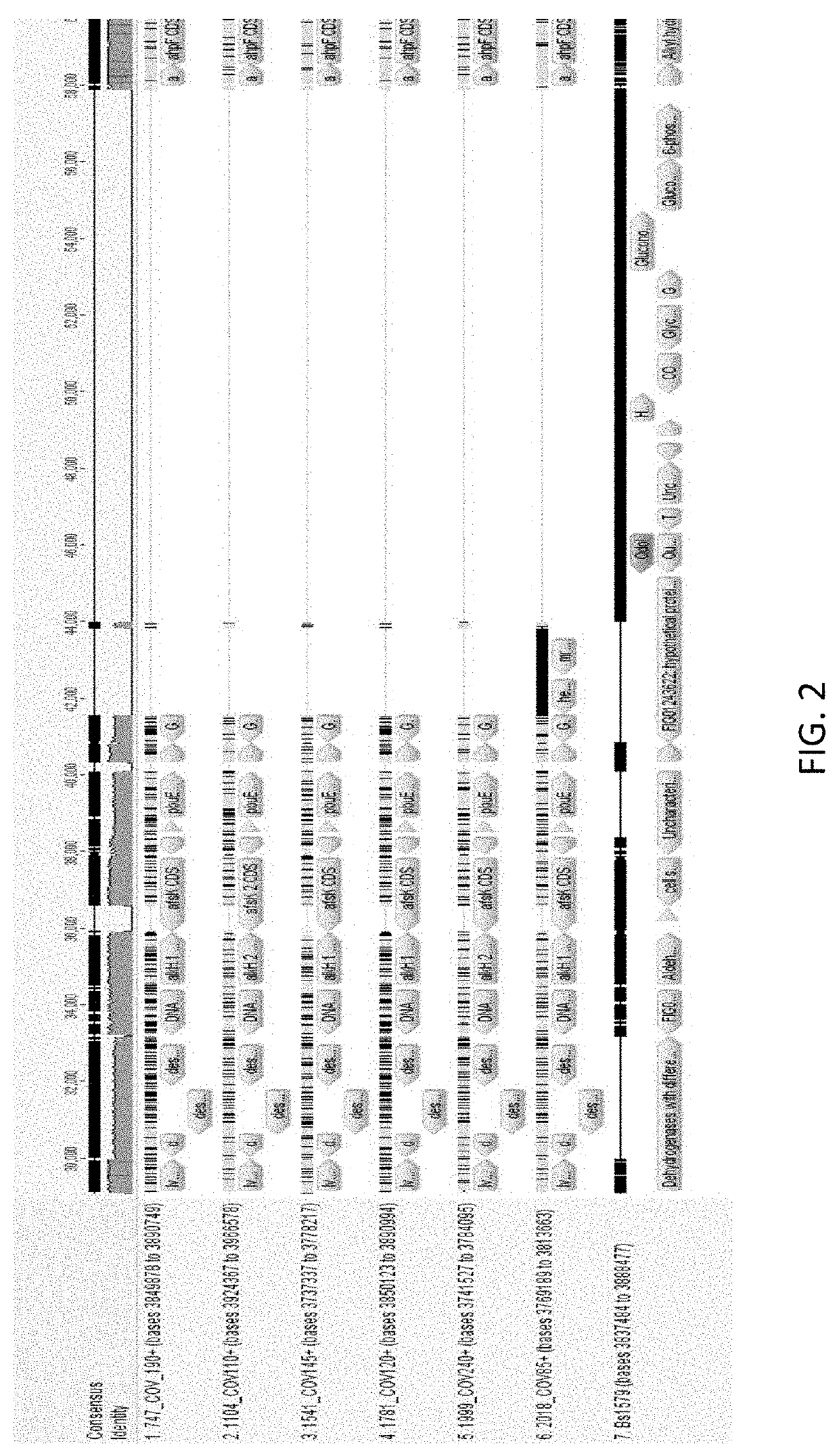 Microbial compositions to increase the production of pca from polyphenols