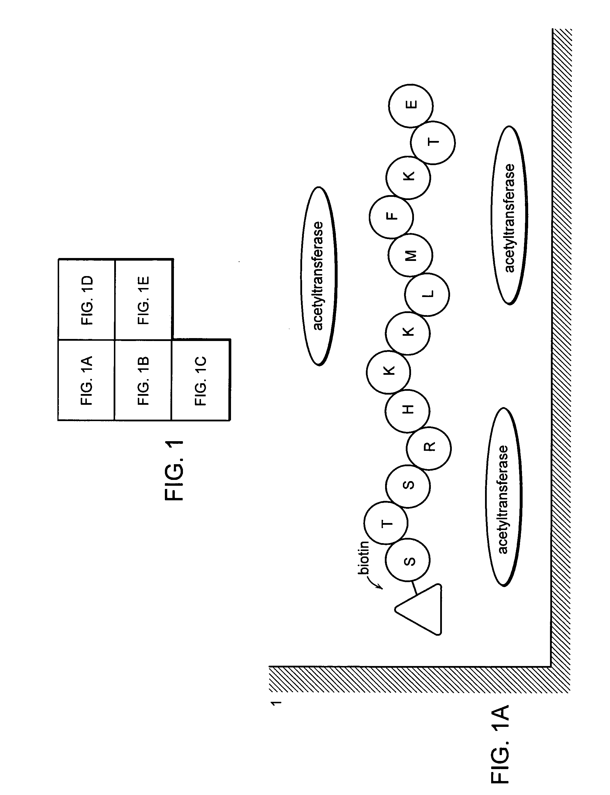 Method for detecting acetyltransferase and deacetylase activities and method for screening inhibitors or enhancers of these enzymes