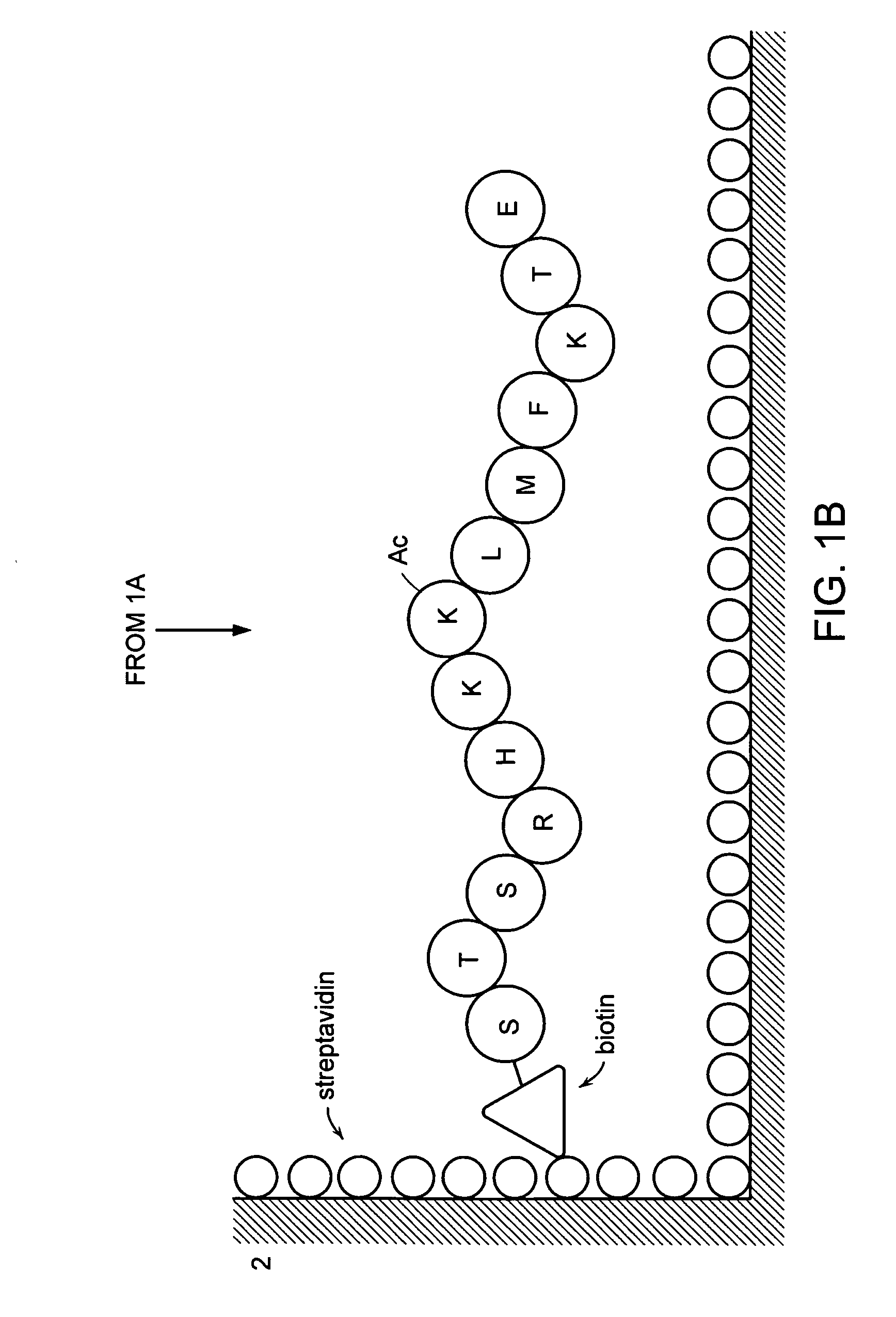 Method for detecting acetyltransferase and deacetylase activities and method for screening inhibitors or enhancers of these enzymes
