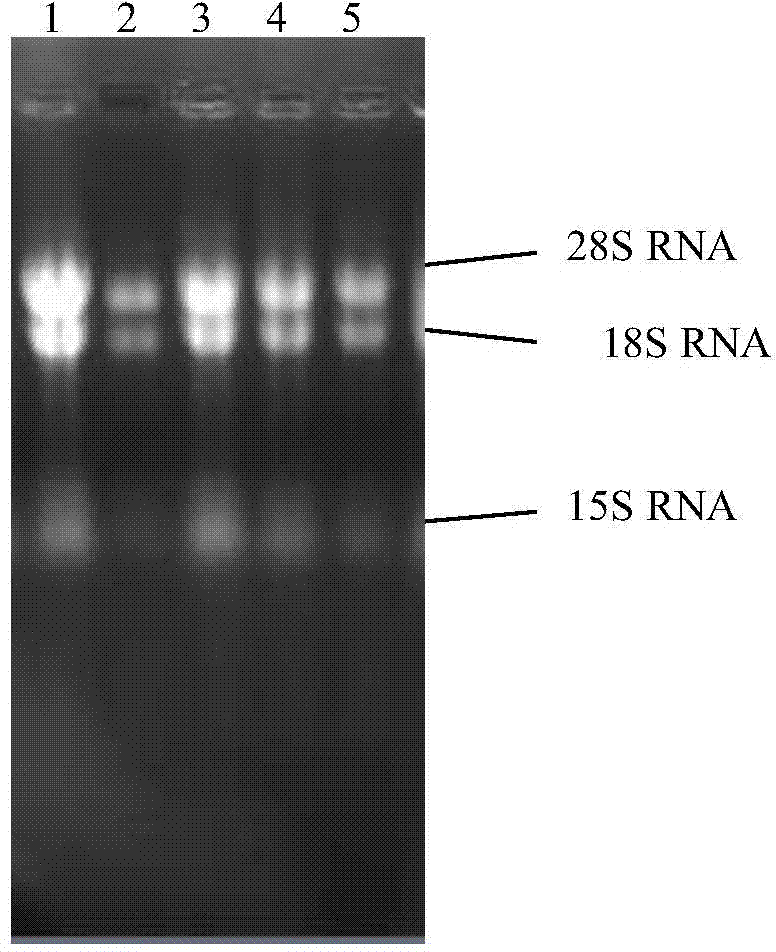 Cordyceps 3-isopropylmalate dehydrogenase A, and coding gene and application thereof