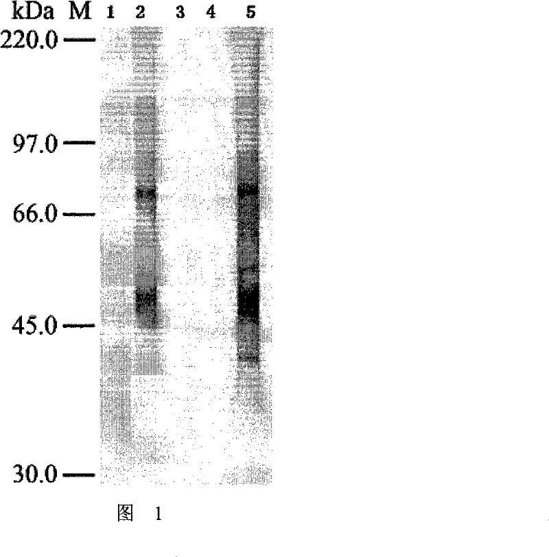 Antibody for detecting aspergillus