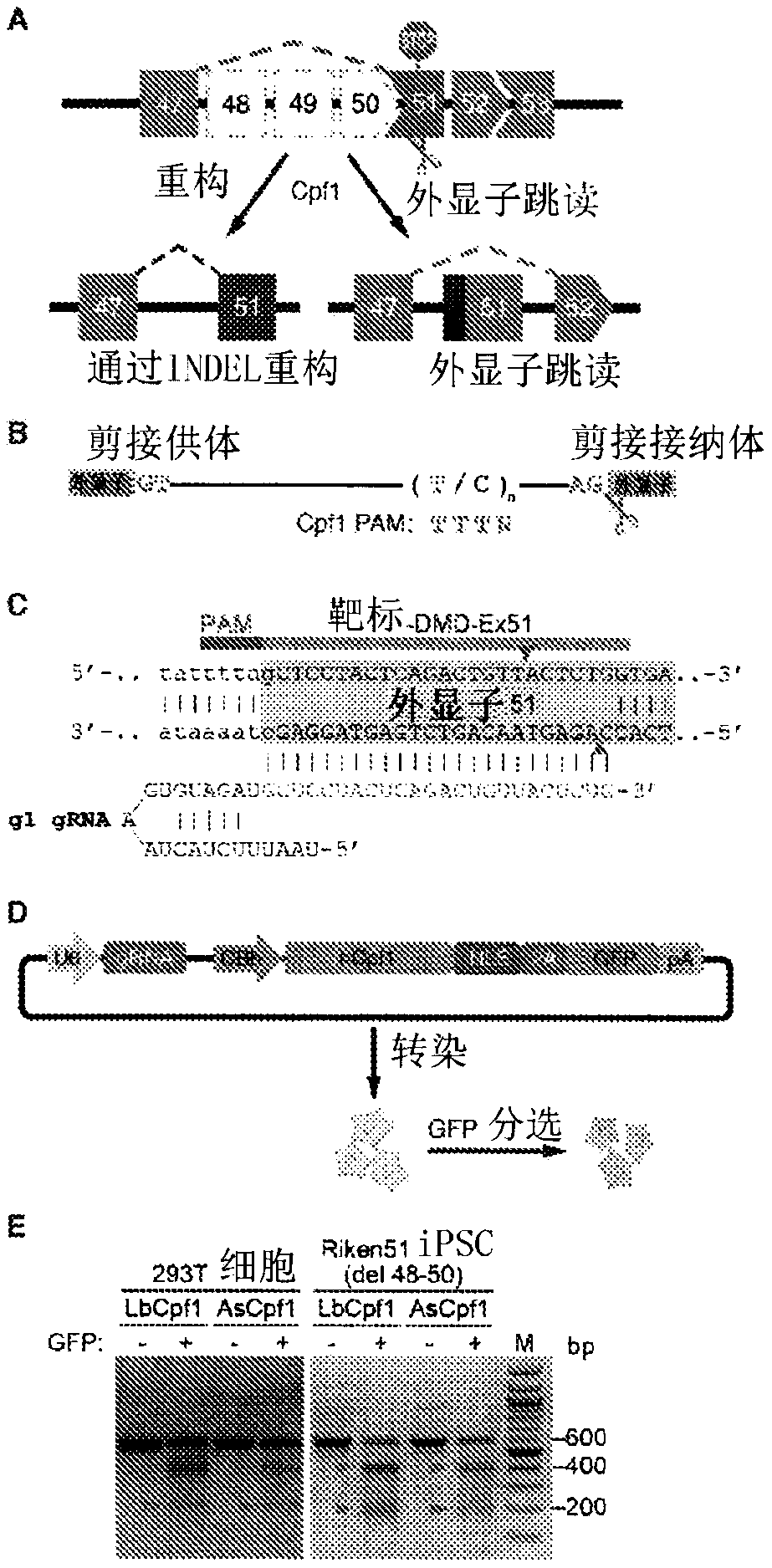 Prevention of muscular dystrophy by crispr/cpf1-mediated gene editing