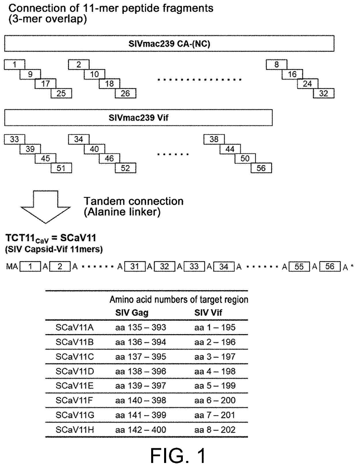 Selective cd8-positive t cell-inducing vaccine antigen