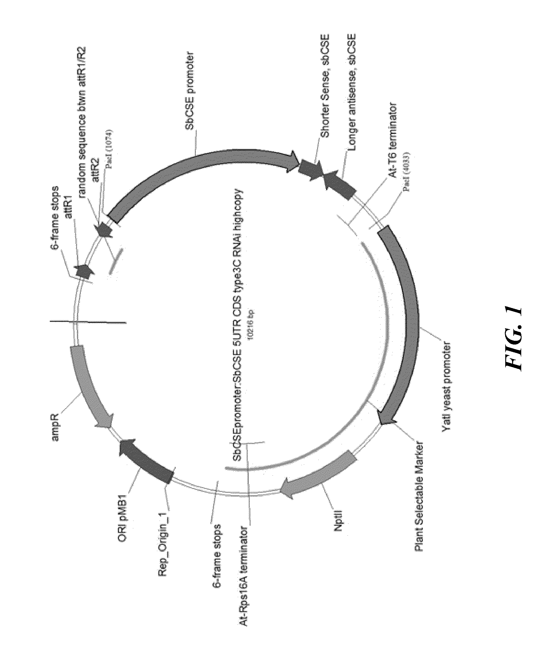 Compositions for reduced lignin content in sorghum and improving cell wall digestibility, and methods of making the same