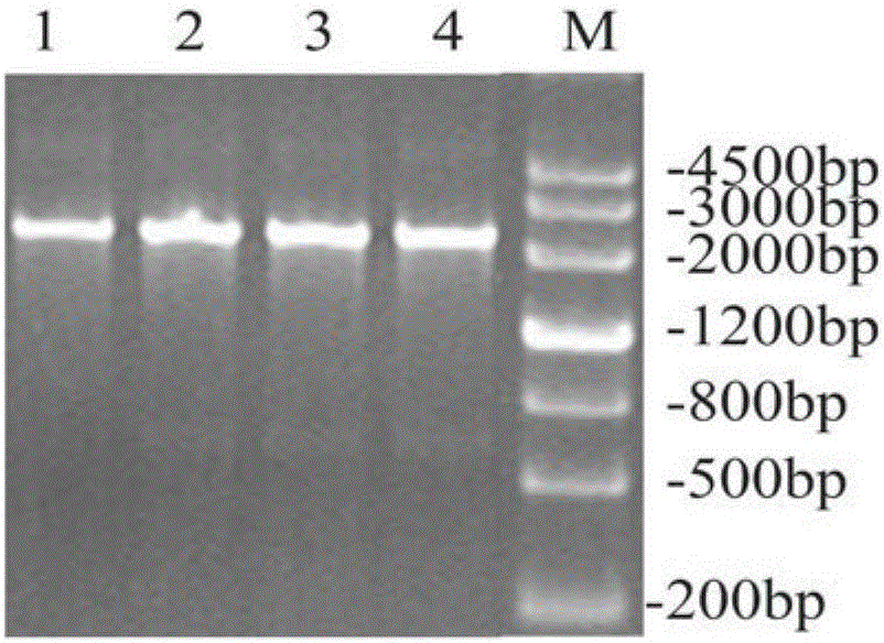 Glutamate decarboxylase mutant with improved thermal stability and application thereof