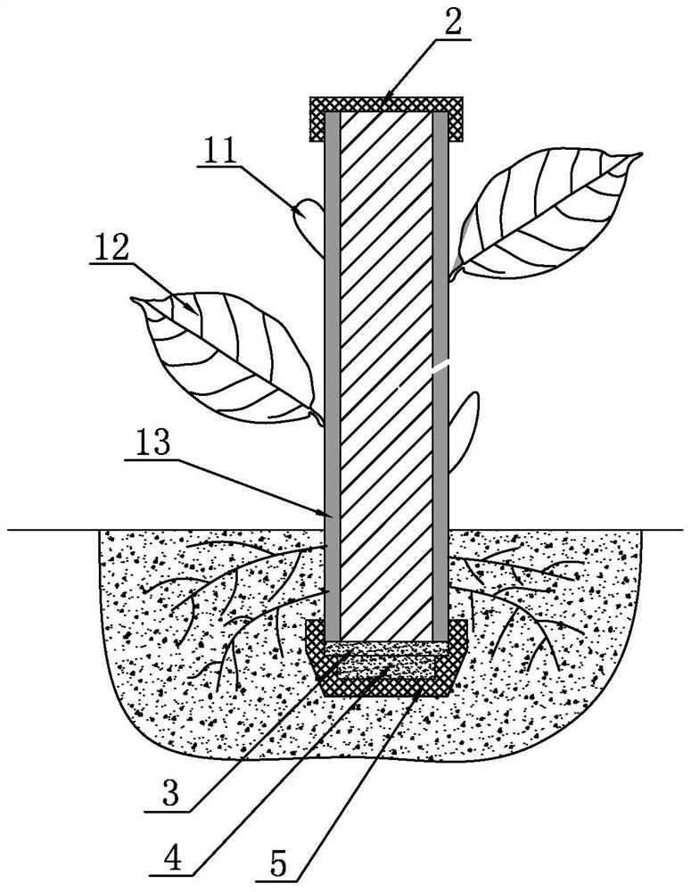 A kind of method for growing seedlings of holly twig cuttings