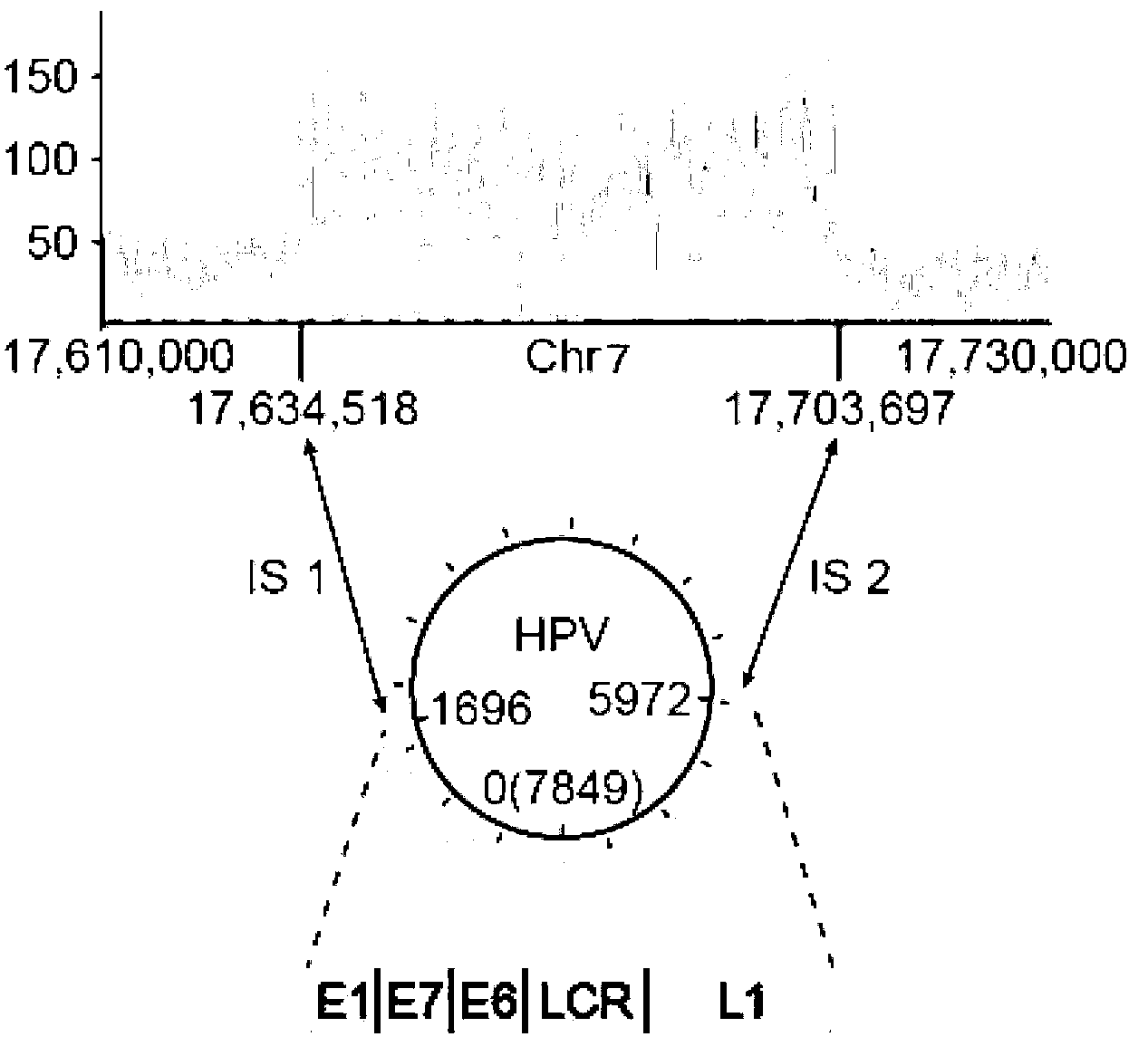 Method and system for determining HPV integration site in genome from human cervical carcinoma sample