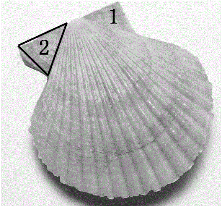 Method for marking marine shellfishes by means of waterproof labels