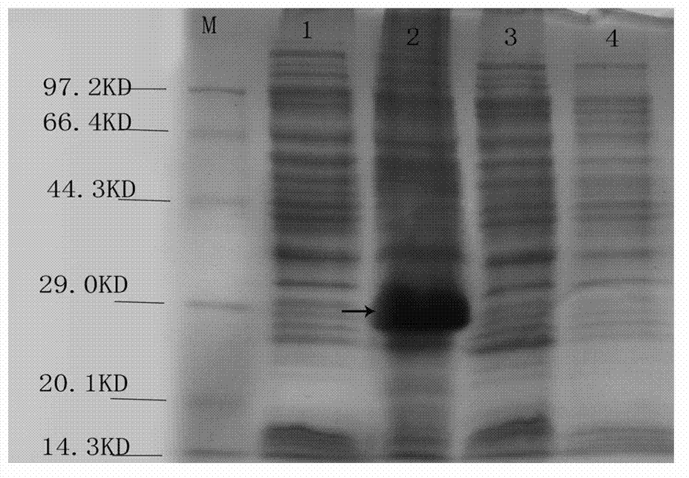 Meretrix intracellular copper zinc superoxide dismutase gene and application thereof