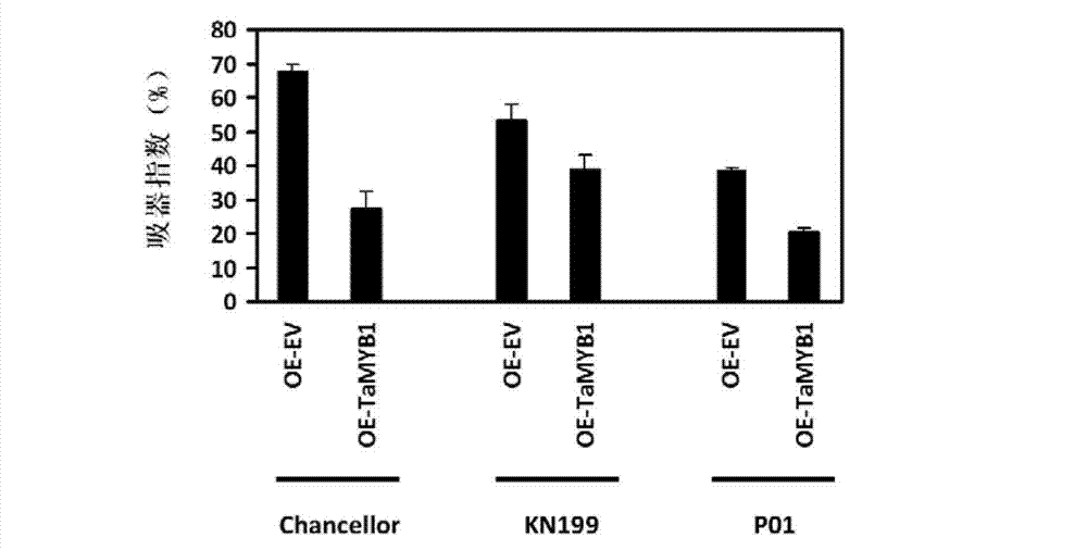 Wheat protein TaMYB1, and coding gene and application thereof