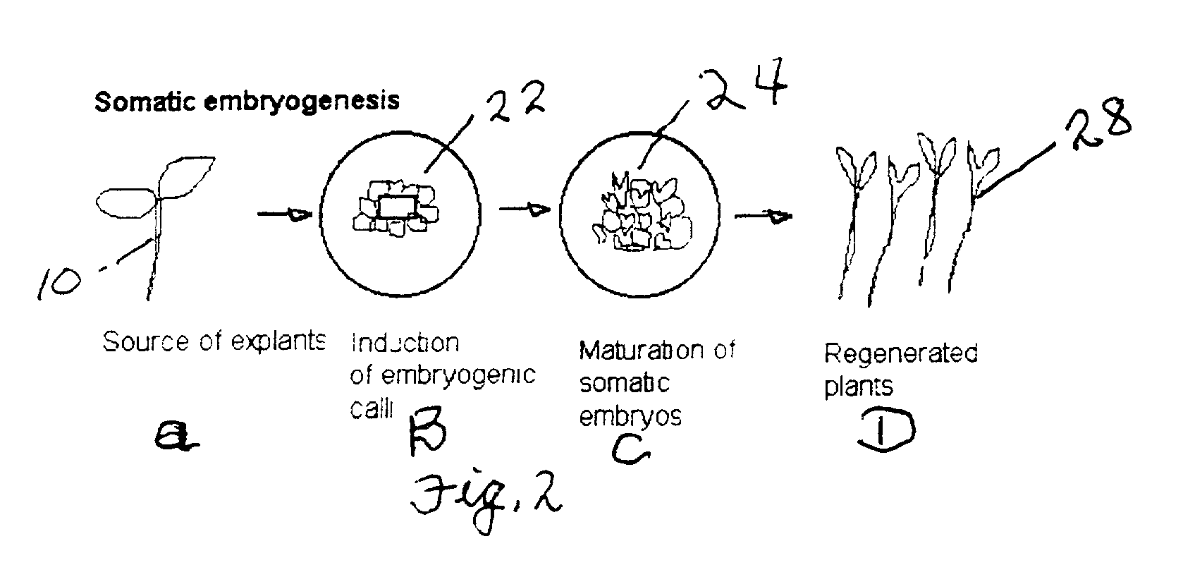 Methods to propagate plants via somatic embryogenesis and to transfer genes into ornamental statice and other members of the family plumbaginaceae