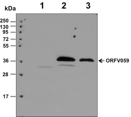 Orf virus (ORFV) protein ORFV059 monoclonal antibody hybridoma G3 and monoclonal antibody