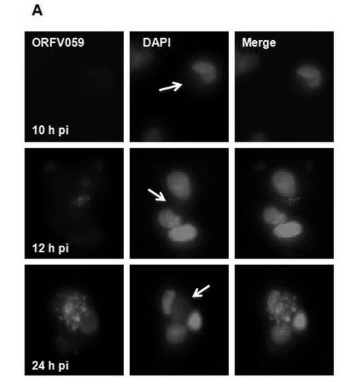 Orf virus (ORFV) protein ORFV059 monoclonal antibody hybridoma G3 and monoclonal antibody