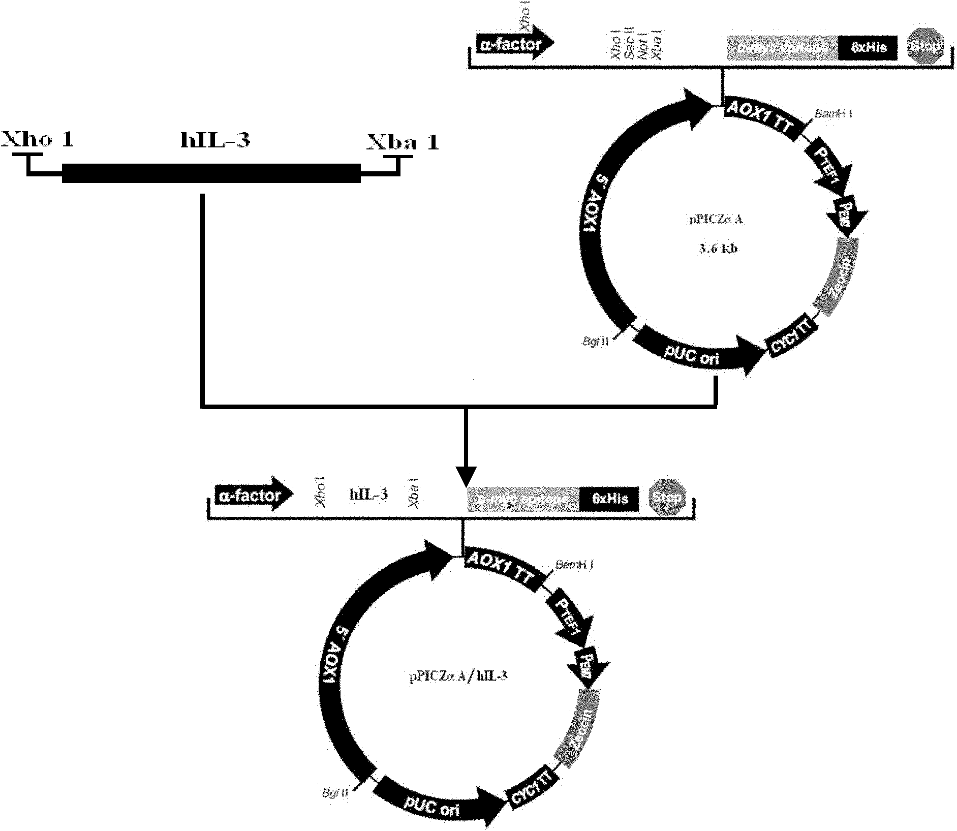 Method for expressing and purifying human recombinant interleukin-3