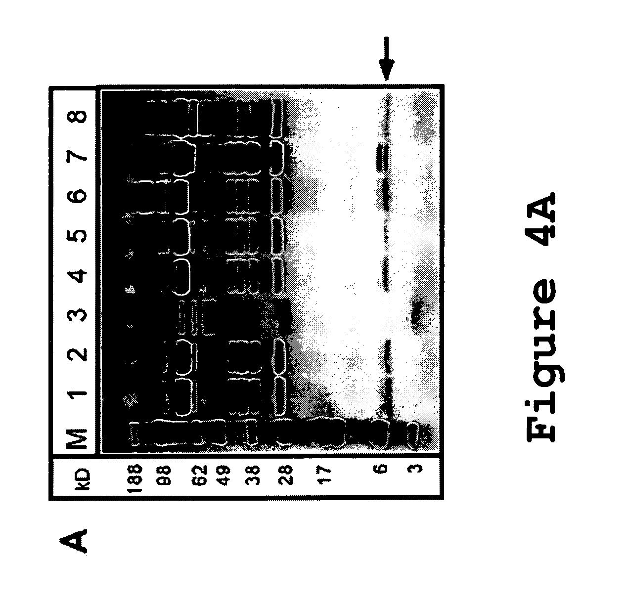 Interleukin-12p40 variants with improved stability