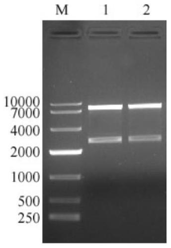 Recombinant African swine fever virus CD2V subunit protein as well as preparation method and application thereof