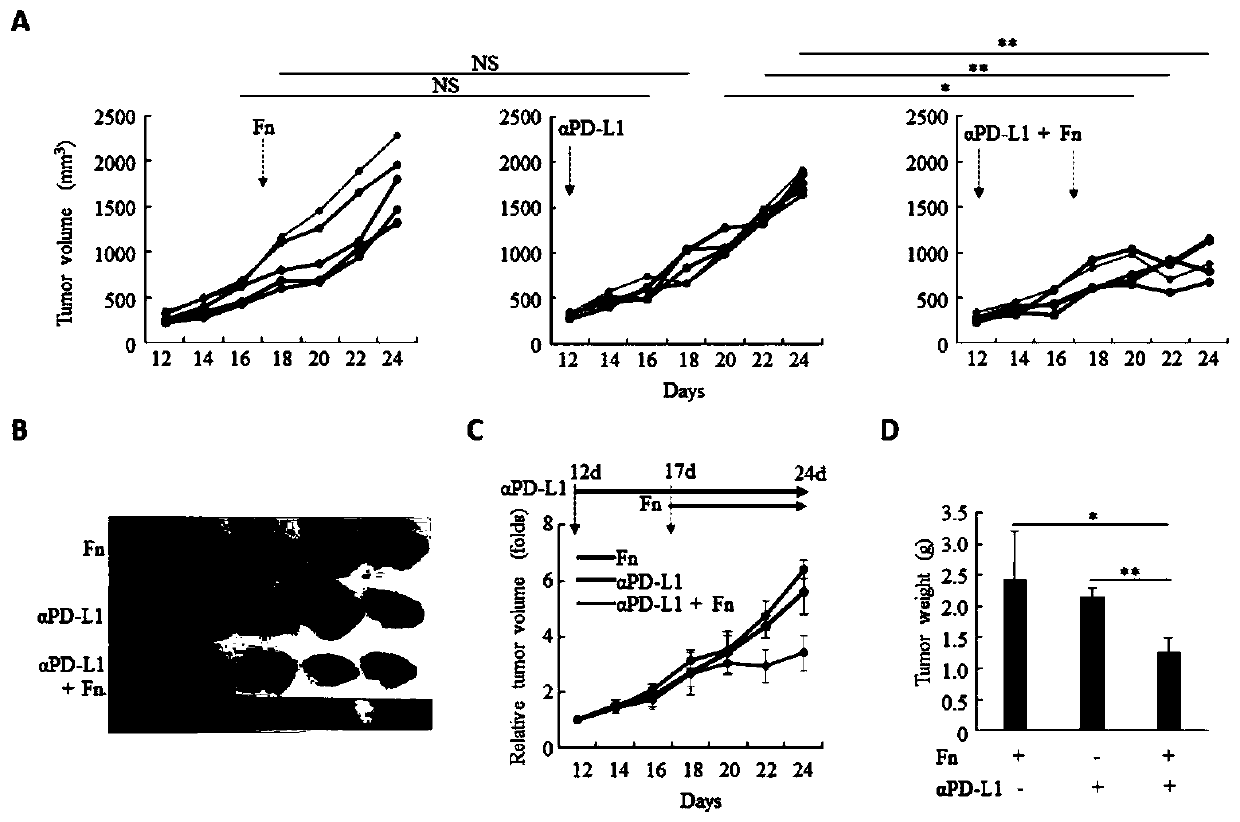 Fusobacterium nucleatum as marker to predict curative effect of PD-L1 antibody therapy of colorectal cancer and application of maker