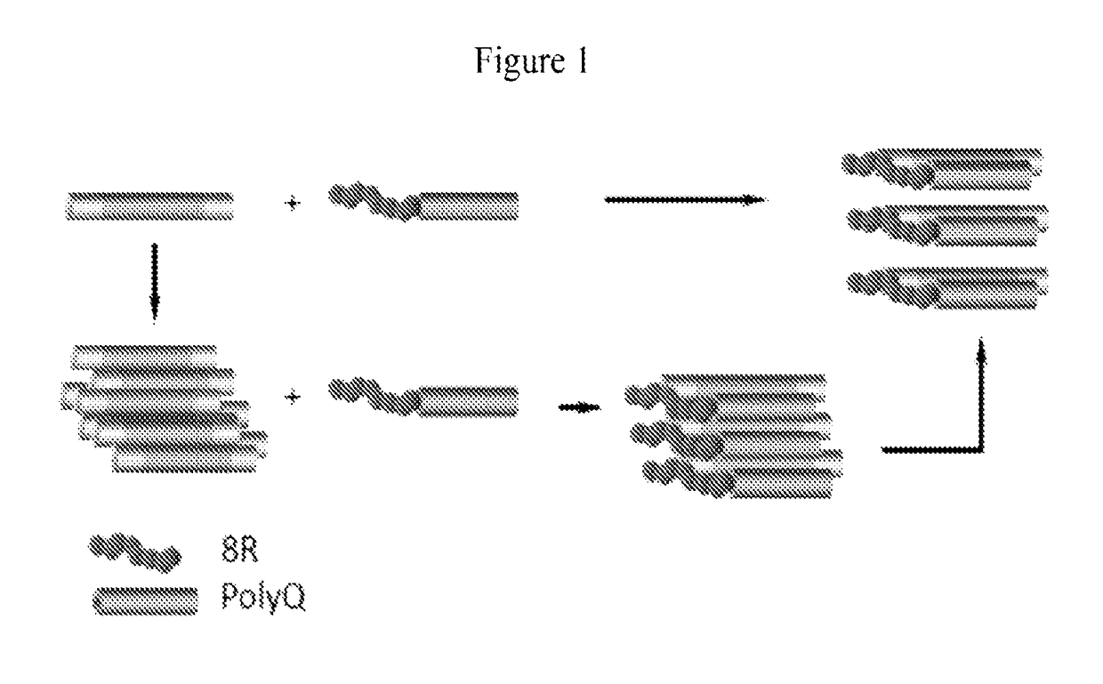 Bipartite molecules and uses thereof in treating diseases associated with abnormal protein aggregates