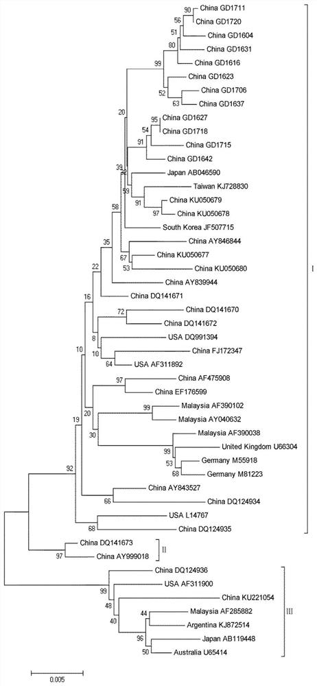 A live vector vaccine expressing chicken infectious anemia virus vp1, vp2 gene recombinant fowl pox virus