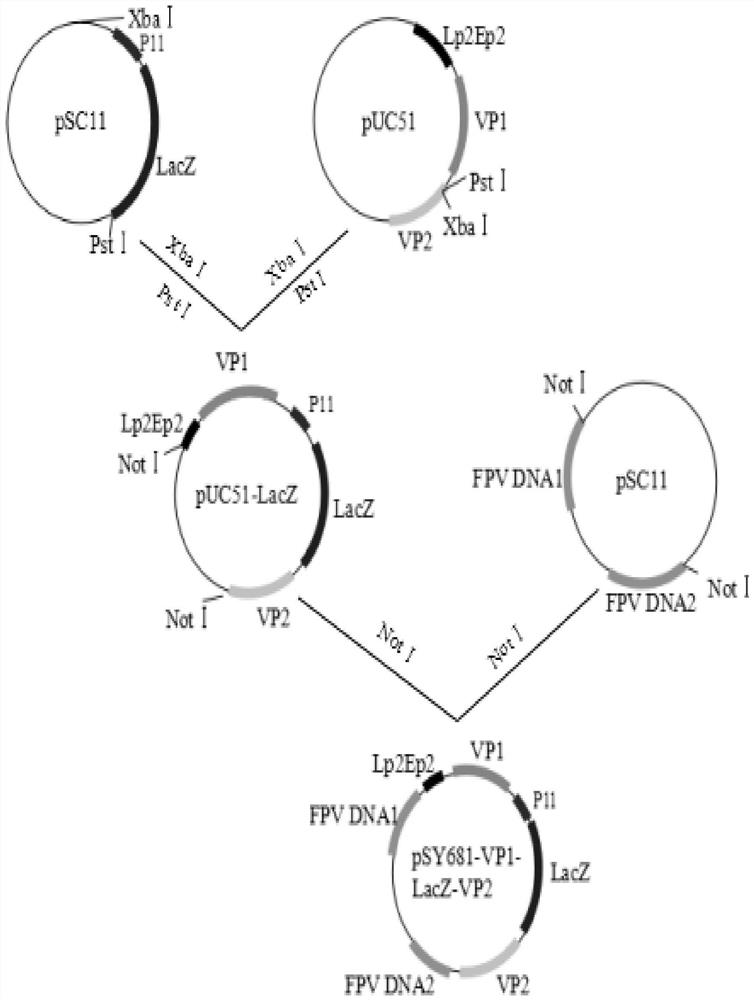 A live vector vaccine expressing chicken infectious anemia virus vp1, vp2 gene recombinant fowl pox virus