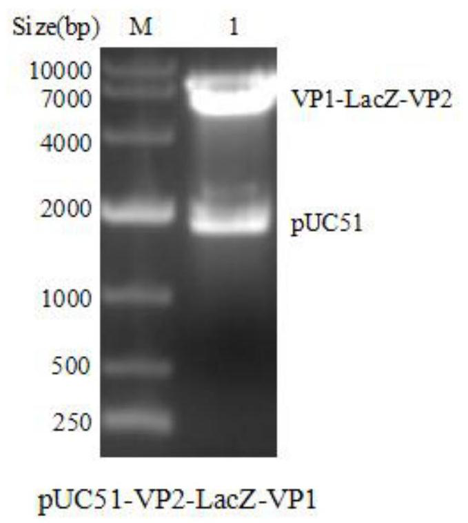 A live vector vaccine expressing chicken infectious anemia virus vp1, vp2 gene recombinant fowl pox virus