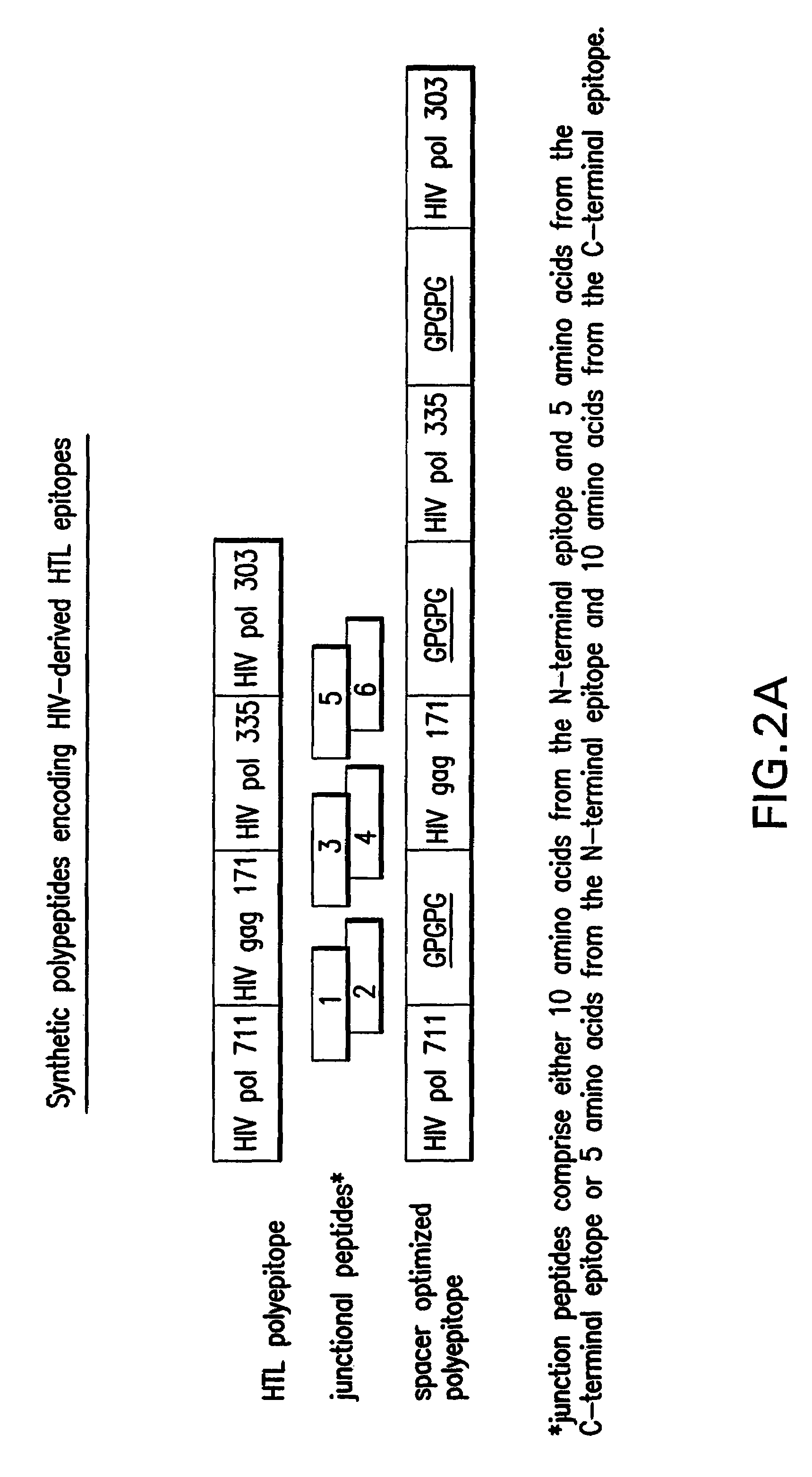 Optimized multi-epitope constructs and uses thereof