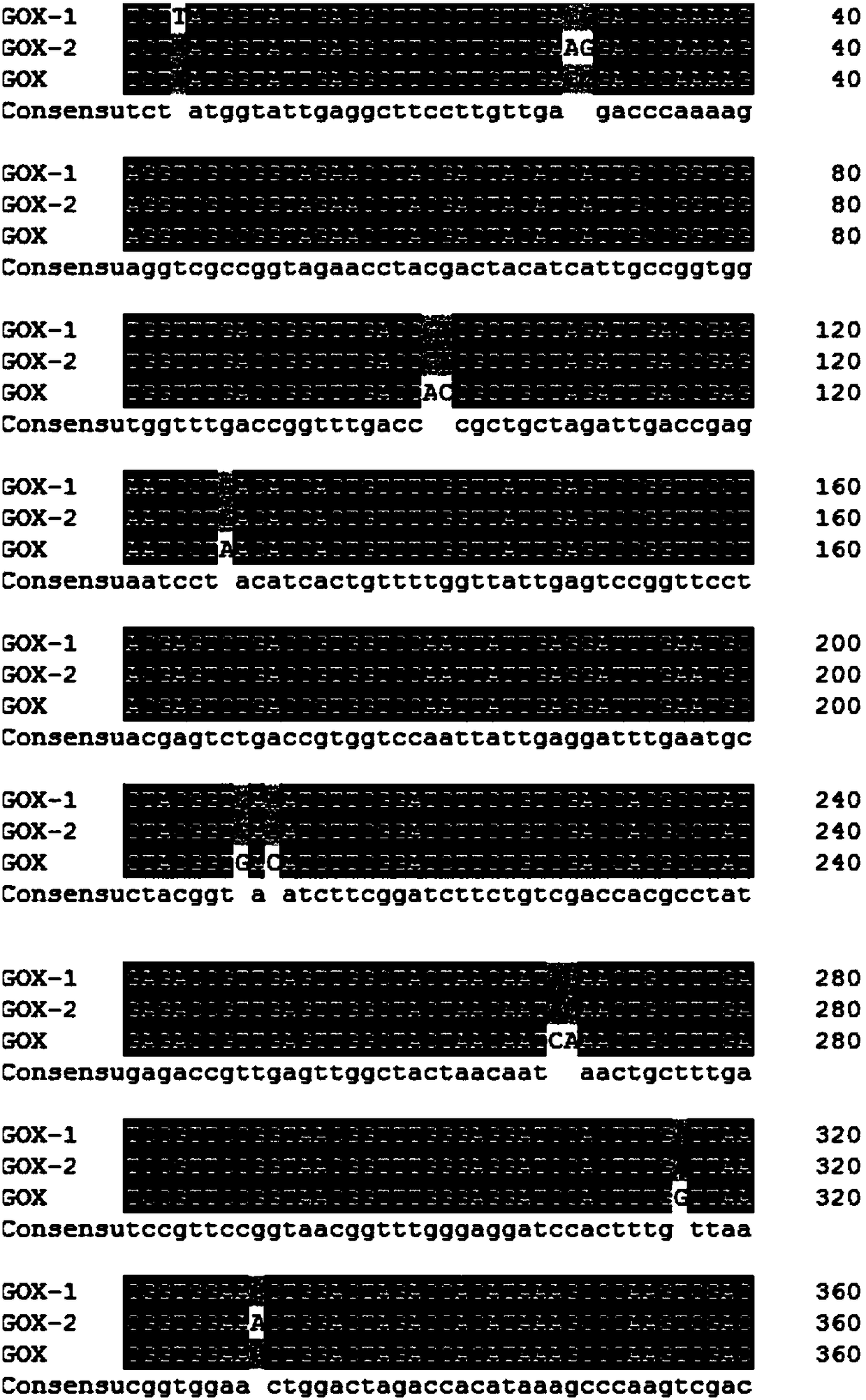 Specific activity and heat stability improved glucose oxidase mutant and encoding gene and application of glucose oxidase mutant